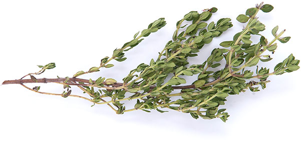 thyme branch on a white background PSFN2S7